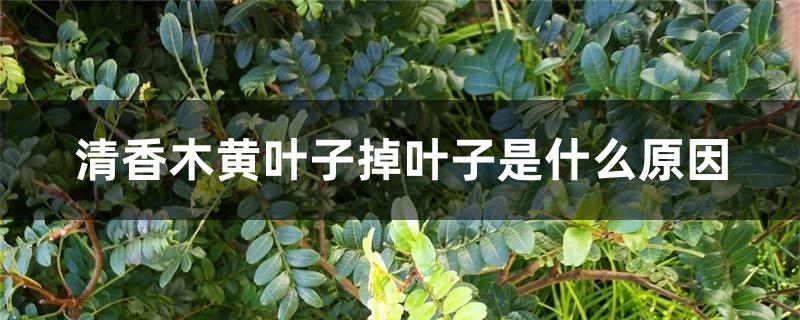 清香木黄叶子掉叶子是什么原因 清香木黄叶子掉叶子是什么原因