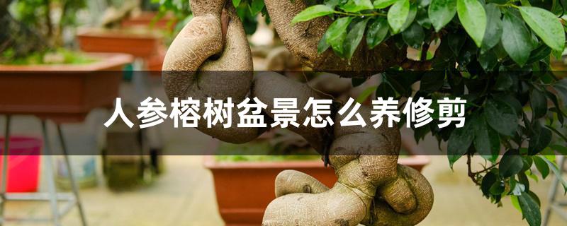 人参榕树盆景怎么养修剪 人参榕树盆景怎么养修剪