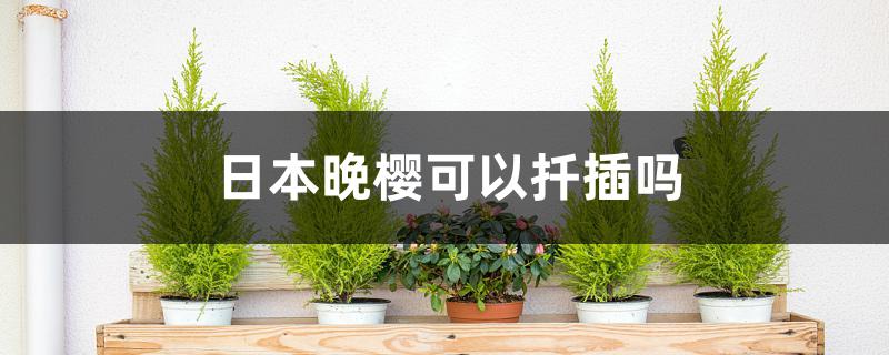 日本晚樱可以扦插吗