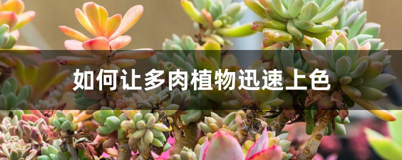 如何让多肉植物迅速上色 如何让多肉植物迅速上色