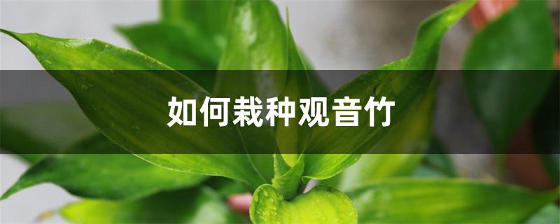如何栽种观音竹