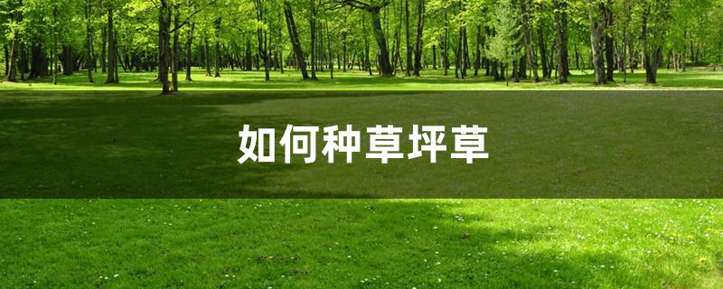 如何种草坪草 如何种草坪草