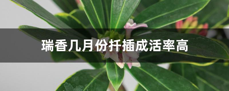 瑞香几月份扦插成活率高 瑞香几月份扦插成活率高