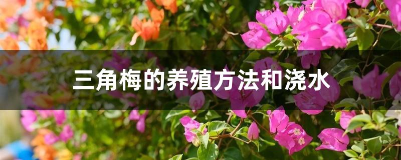 三角梅的养殖方法和浇水 三角梅的养殖方法和浇水