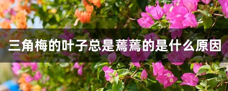 三角梅的叶子总是蔫蔫的是什么原因 三角梅的叶子总是蔫蔫的是什么原因