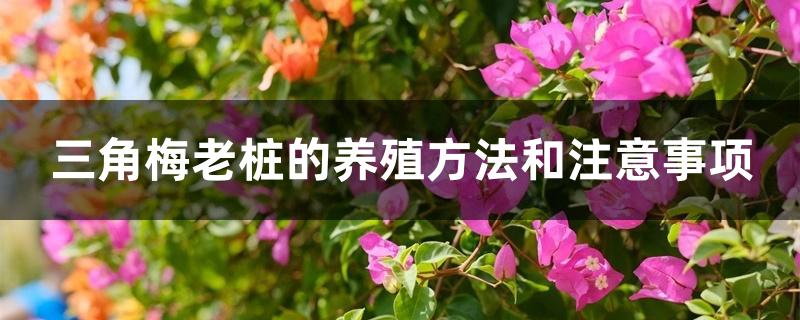 三角梅老桩的养殖方法和注意事项 三角梅老桩的养殖方法和注意事项