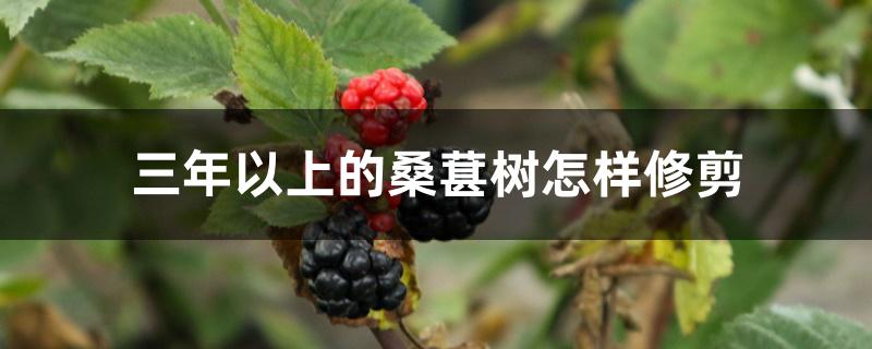 三年以上的桑葚树怎样修剪 三年以上的桑葚树怎样修剪