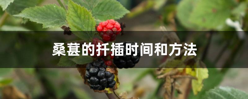 桑葚的扦插时间和方法 桑葚的扦插时间和方法