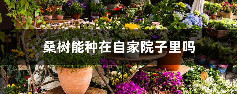 桑树能种在自家院子里吗 桑树能种在自家院子里吗