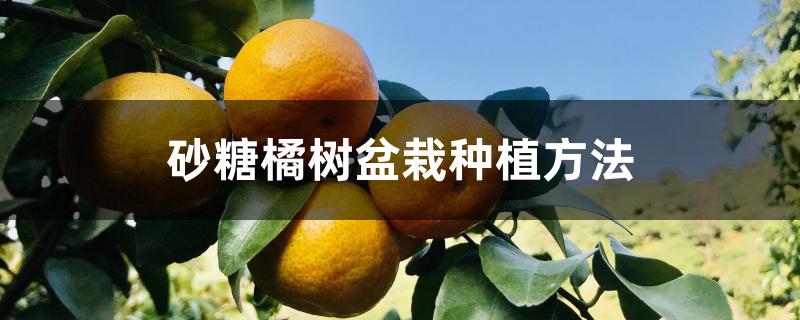 砂糖橘树盆栽种植方法 砂糖橘树盆栽种植方法