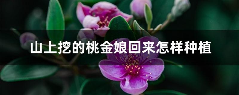 山上挖的桃金娘回来怎样种植 山上挖的桃金娘回来怎样种植