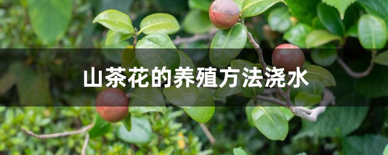 山茶花的养殖方法浇水 山茶花的养殖方法浇水