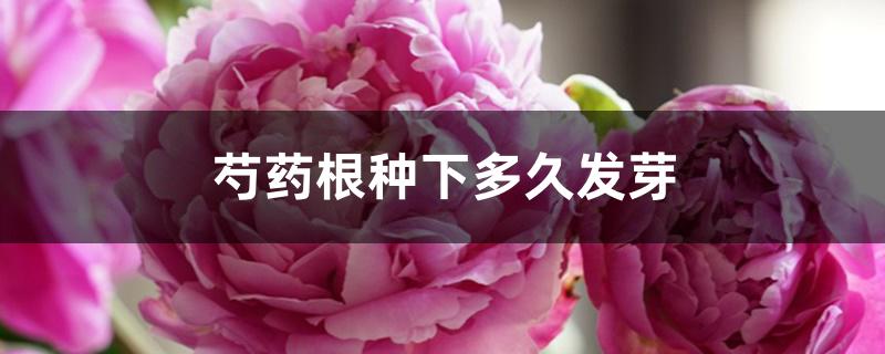 芍药根种下多久发芽 芍药根种下多久发芽