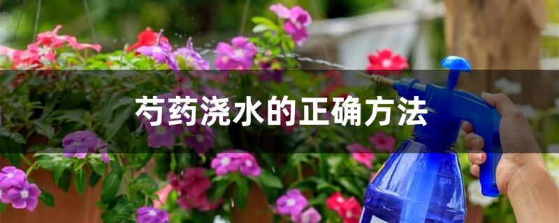 芍药浇水的正确方法 芍药浇水的正确方法