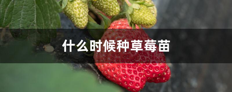 什么时候种草莓苗