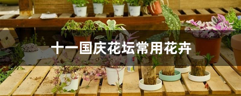 十一国庆花坛常用花卉 十一国庆花坛常用花卉
