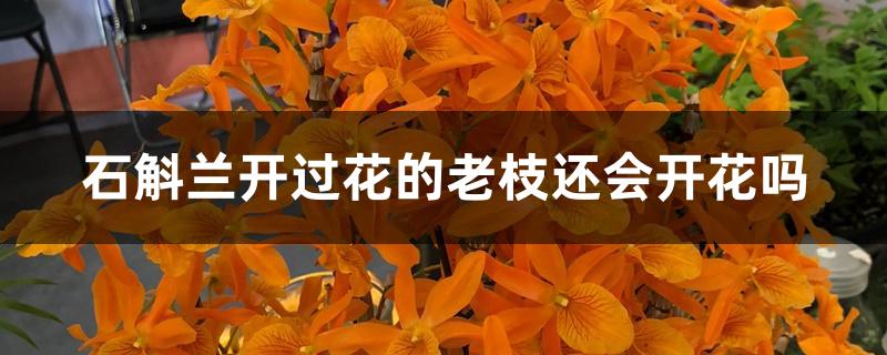 石斛兰开过花的老枝还会开花吗 石斛兰开过花的老枝还会开花吗
