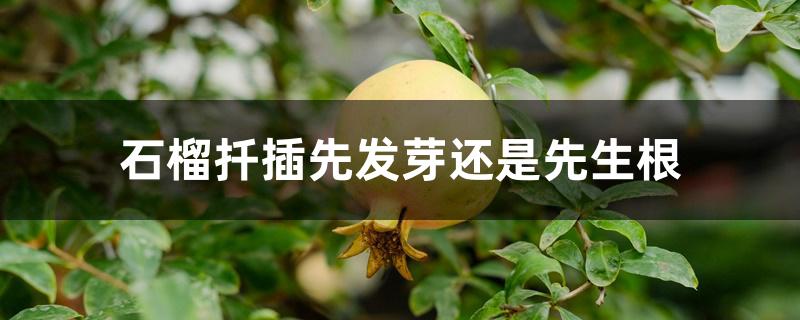 石榴扦插先发芽还是先生根