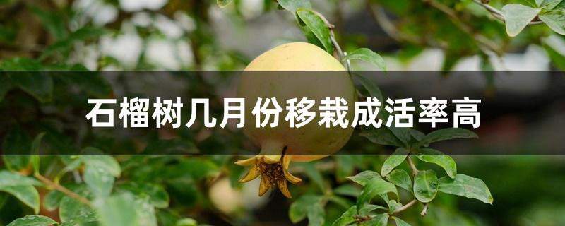 石榴树几月份移栽成活率高 石榴树几月份移栽成活率高