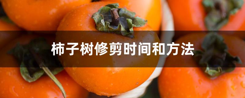 柿子树修剪时间和方法 柿子树修剪时间和方法