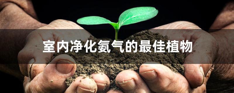 室内净化氨气的最佳植物 室内净化氨气的最佳植物