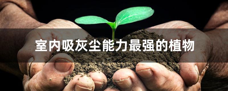 室内吸灰尘能力最强的植物 室内吸灰尘能力最强的植物