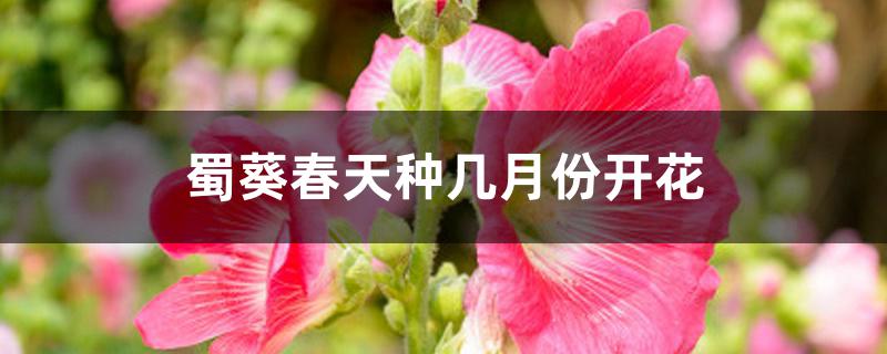 蜀葵春天种几月份开花 蜀葵春天种几月份开花