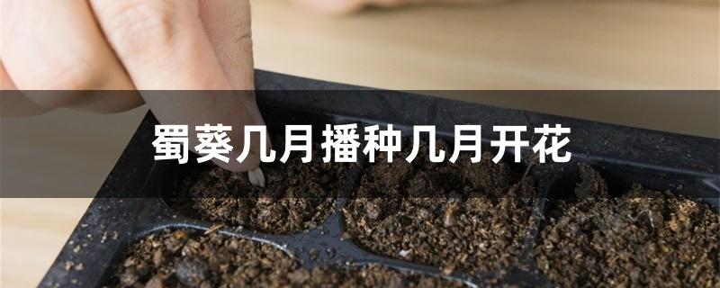 蜀葵几月播种几月开花 蜀葵几月播种几月开花