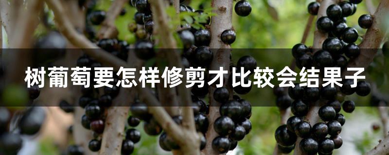 树葡萄要怎样修剪才比较会结果子
