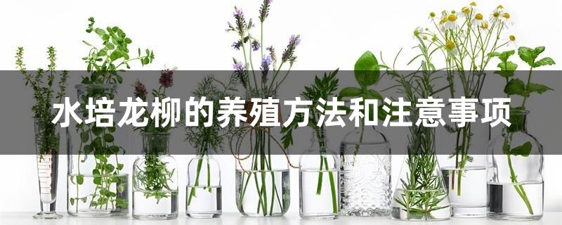 水培龙柳的养殖方法和注意事项 水培龙柳的养殖方法和注意事项