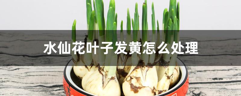 水仙花叶子发黄怎么处理 水仙花叶子发黄怎么处理