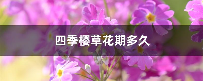 四季樱草花期多久 四季樱草花期多久
