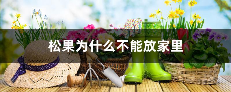 松果为什么不能放家里 松果为什么不能放家里