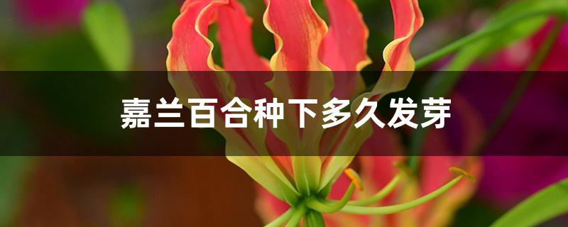 嘉兰百合种下多久发芽 嘉兰百合种下多久发芽
