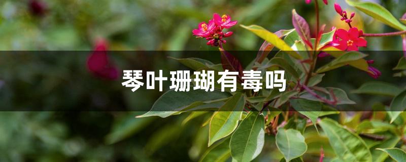 琴叶珊瑚有毒吗