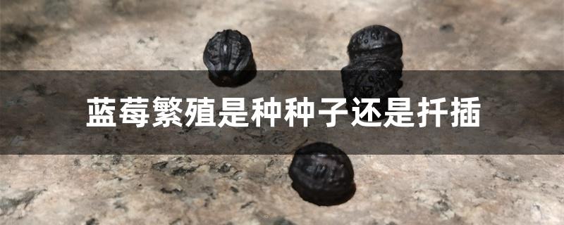 蓝莓繁殖是种种子还是扦插 蓝莓繁殖是种种子还是扦插