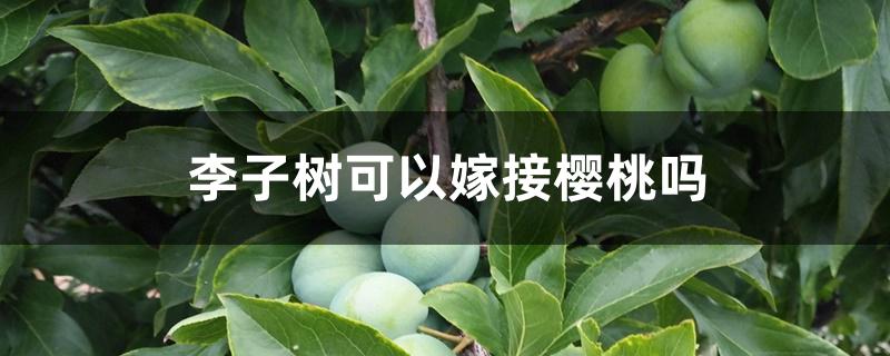 李子树可以嫁接樱桃吗 李子树可以嫁接樱桃吗