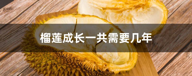 榴莲成长一共需要几年 榴莲成长一共需要几年