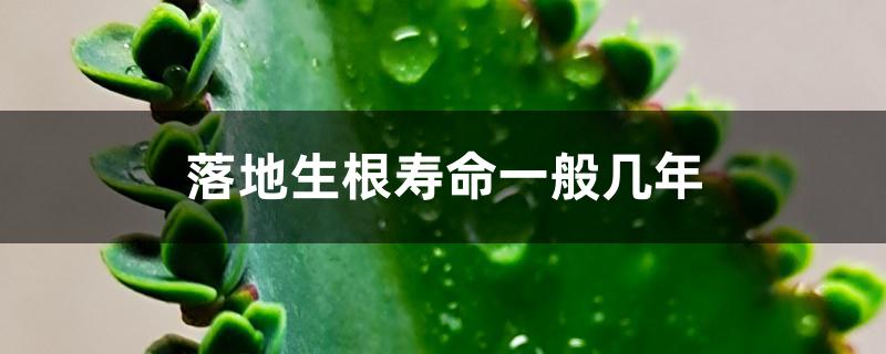 落地生根寿命一般几年 落地生根寿命一般几年