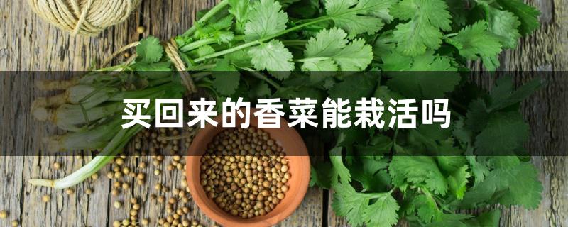 买回来的香菜能栽活吗 买回来的香菜能栽活吗