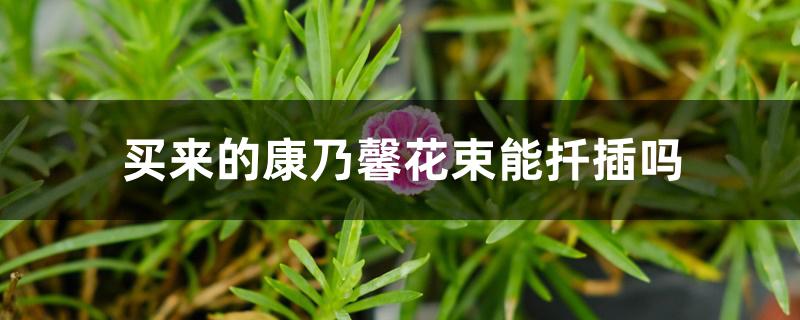买来的康乃馨花束能扦插吗 买来的康乃馨花束能扦插吗