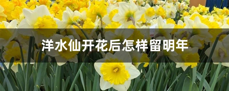 洋水仙开花后怎样留明年
