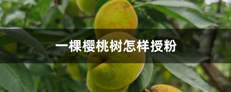 一棵樱桃树怎样授粉 一棵樱桃树怎样授粉