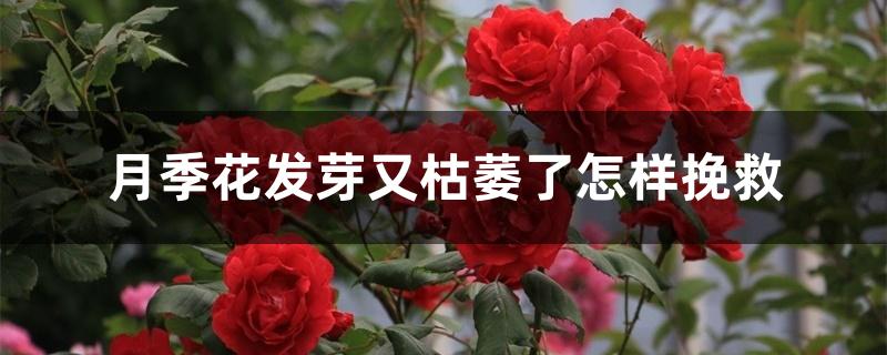 月季花发芽又枯萎了怎样挽救 月季花发芽又枯萎了怎样挽救