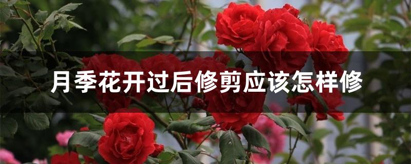 月季花开过后修剪应该怎样修 月季花开过后修剪应该怎样修