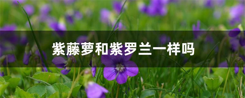 紫藤萝和紫罗兰一样吗 紫藤萝和紫罗兰一样吗