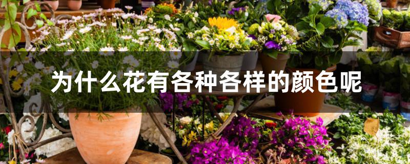 为什么花有各种各样的颜色呢 为什么花有各种各样的颜色呢