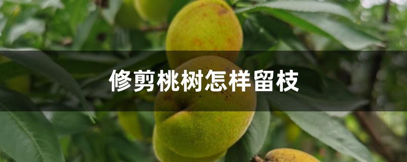 修剪桃树怎样留枝 修剪桃树怎样留枝