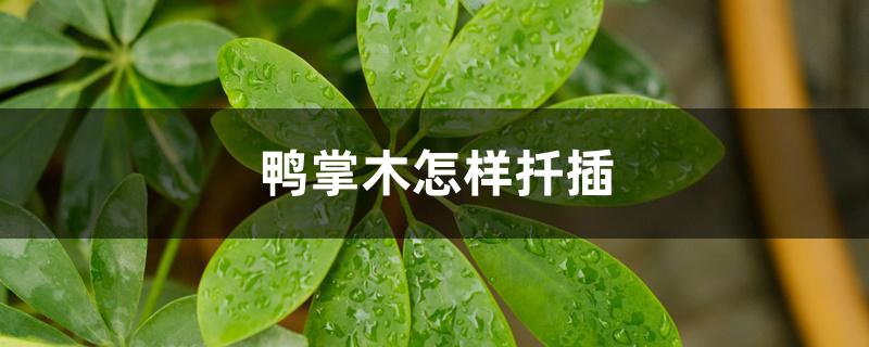 鸭掌木怎样扦插 鸭掌木怎样扦插