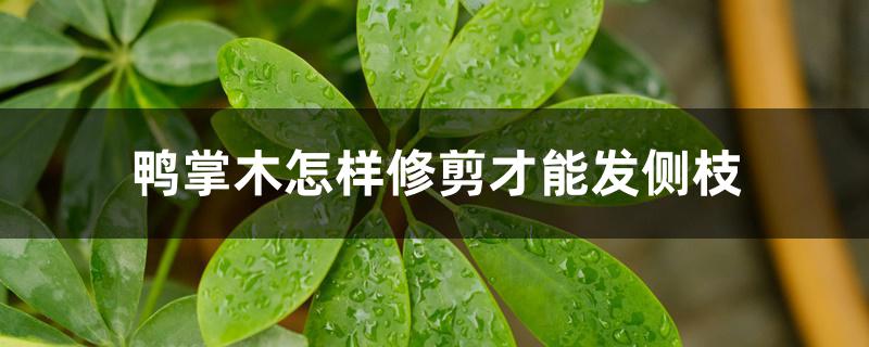 鸭掌木怎样修剪才能发侧枝 鸭掌木怎样修剪才能发侧枝